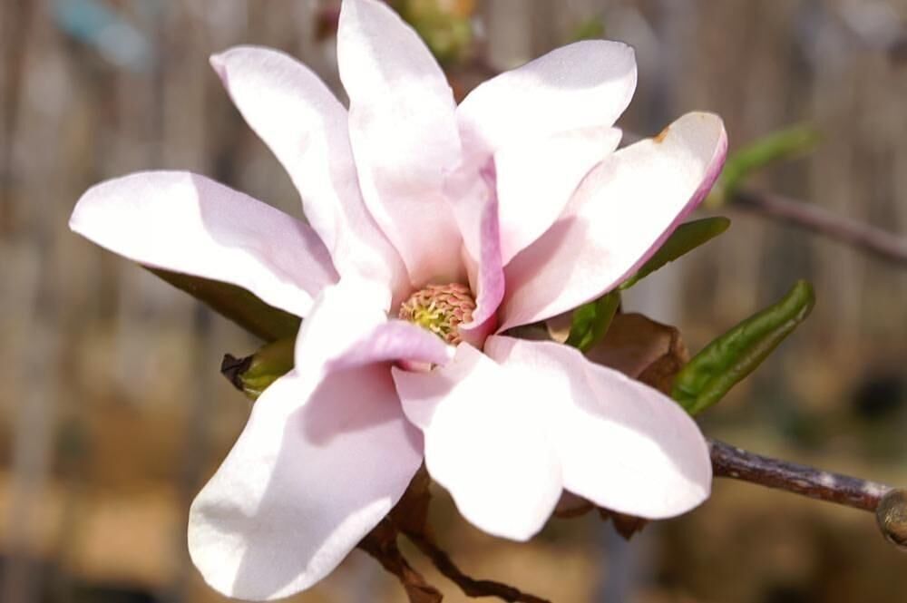 #18. Loebner's magnolia